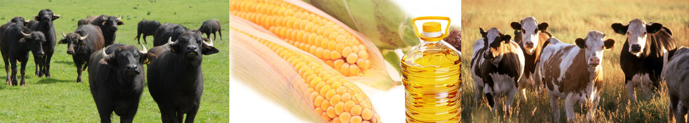 Gulshan Polyols Limited - Corn/Maize Germ